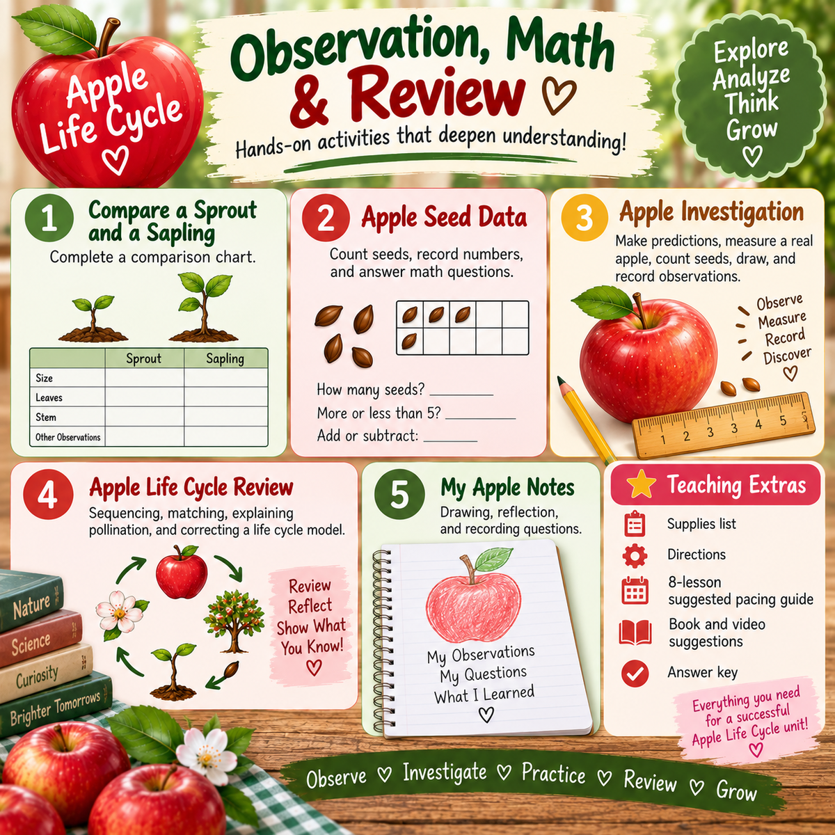 Apple Life Cycle 2