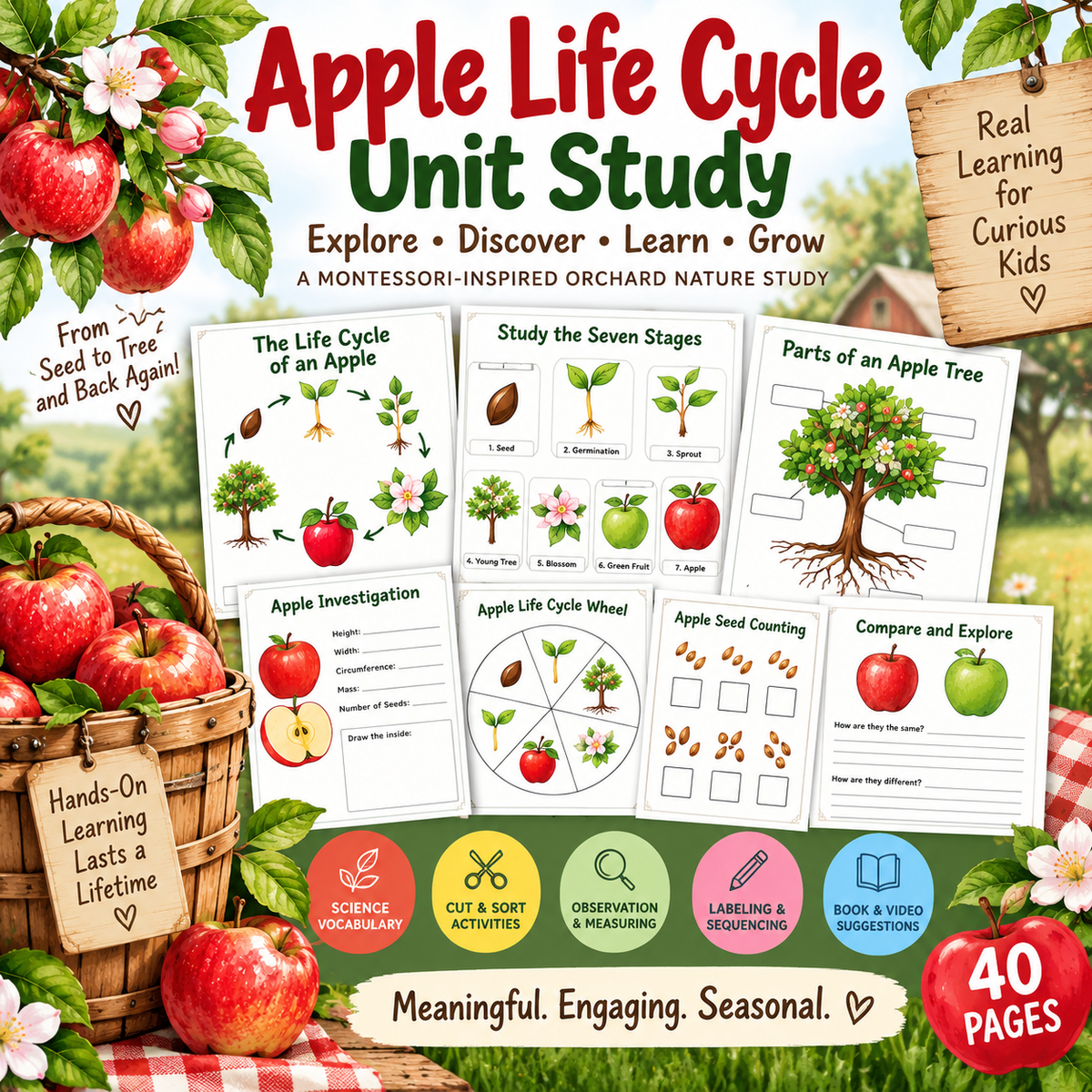 Apple Life Cycle