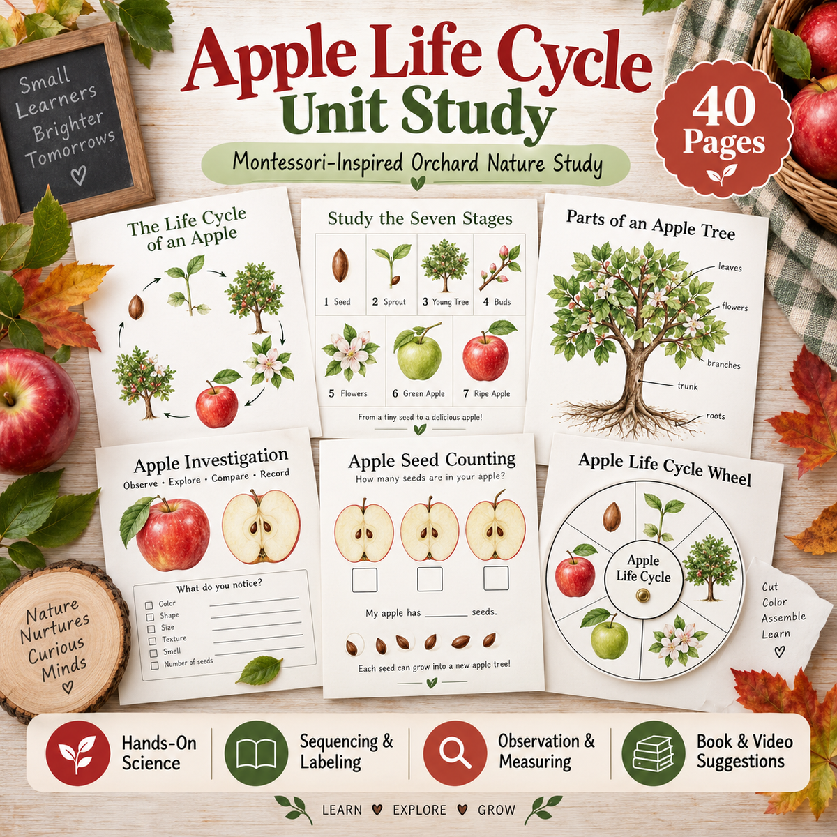 Apple Life Cycle